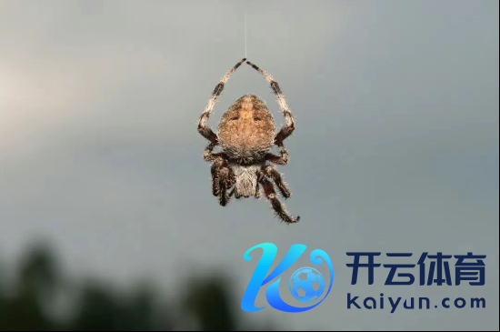 蜘蛛的生命线