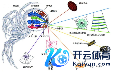 圆网蜘蛛的丝腺分散偏激分泌的不同蛛丝（起首：参考文件1）