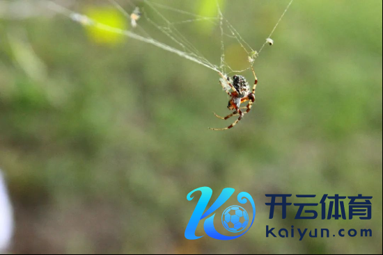 超强蜘蛛丝